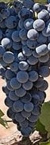 Alicante Bouschet