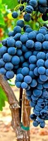 Tempranillo